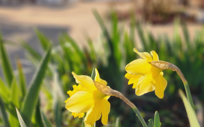 Top Craft Show Trends for Spring 2025